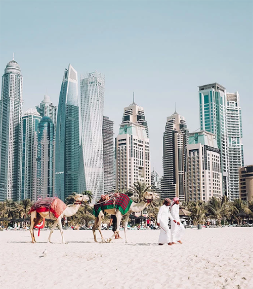 Camels Dubai